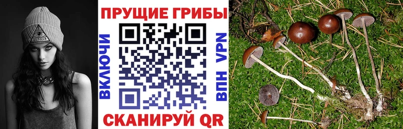 Псилоцибиновые грибы мицелий  Хилок 